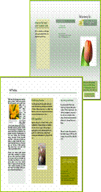 brochure